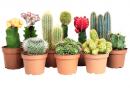 cacti