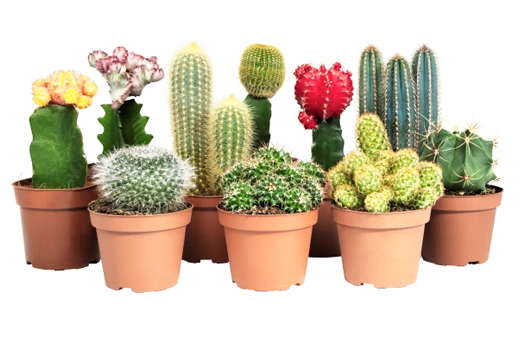 cacti